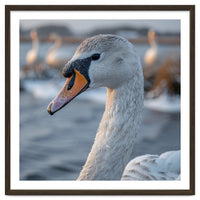 Majestic Swan Portrait In Snowy Waters