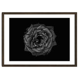 Backyard Flowers In Black And White No 110 thumbnail
