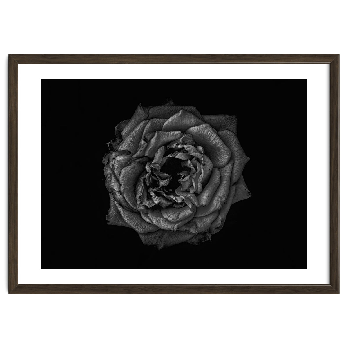 Backyard Flowers In Black And White No 110