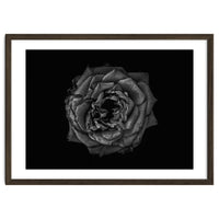 Backyard Flowers In Black And White No 110