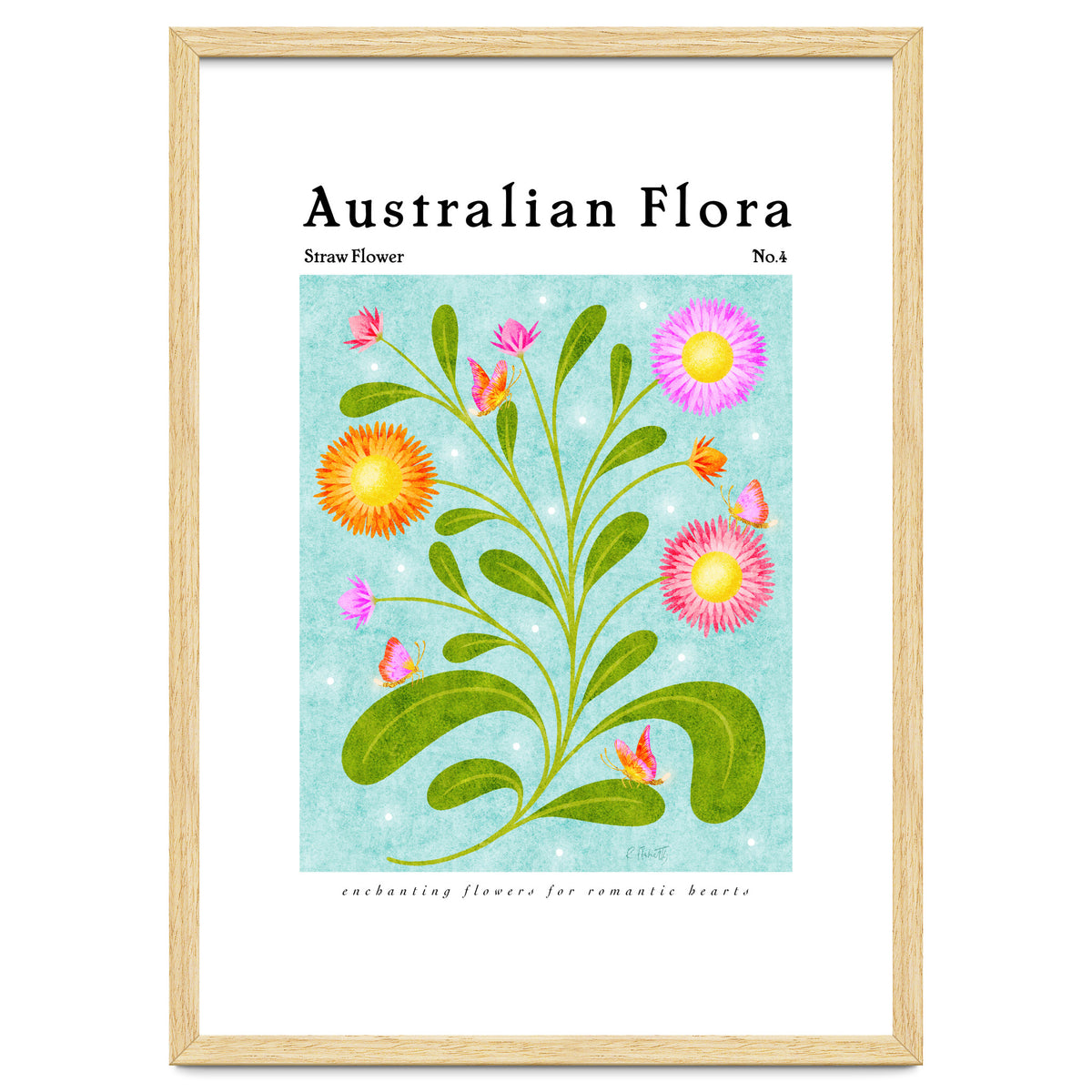 Australian Flora: Straw Flower