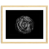 Backyard Flowers In Black And White No 72 with Border