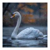 Swan Floating Gracefully On Water In Autumn (Print Only) thumbnail