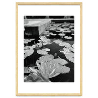 Lotus Pond | Black & White Portrait