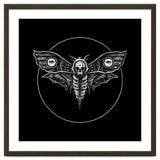 Deaths Head Moth thumbnail