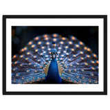 Close Up Peacock Showing Its Beautiful Feathers thumbnail