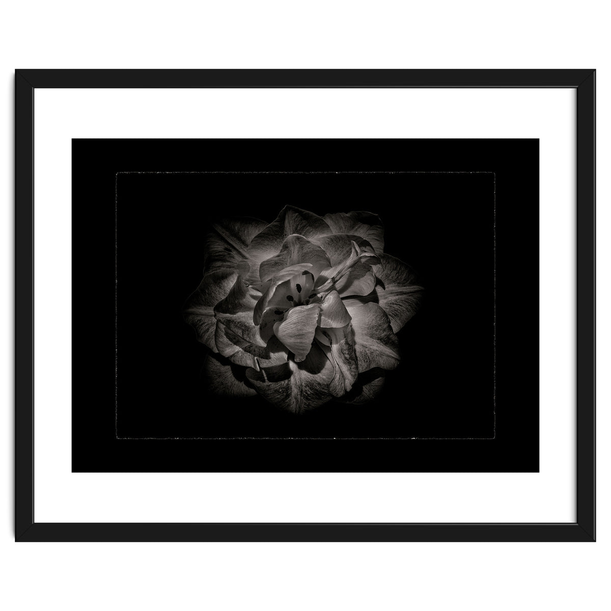 Backyard Flowers In Black And White No 81 with Border