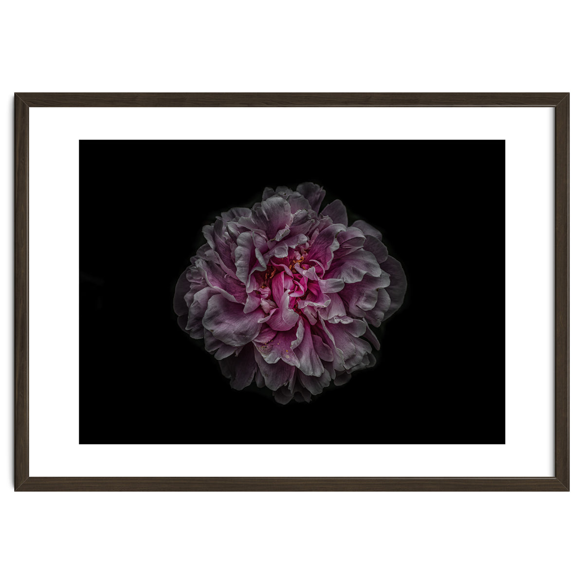 Backyard Flowers No 116 Color Version