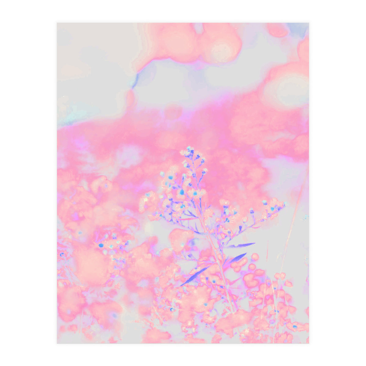 Chamomile (Print Only)