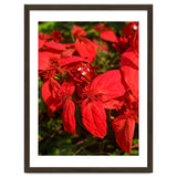 Red Quisqualls Plant Flowers thumbnail