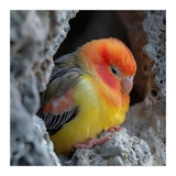 Cute Lovebird Perched On A Rock In A Cave (Print Only) thumbnail