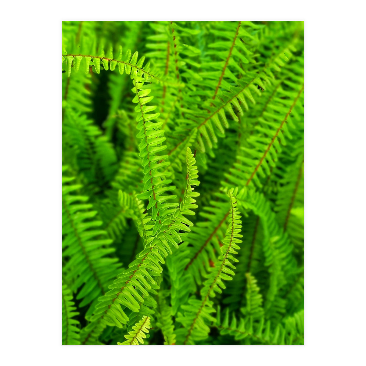 Green Ferns (Print Only)