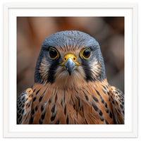 Close Up Kestrel Falcon Bird Portrait Majestic