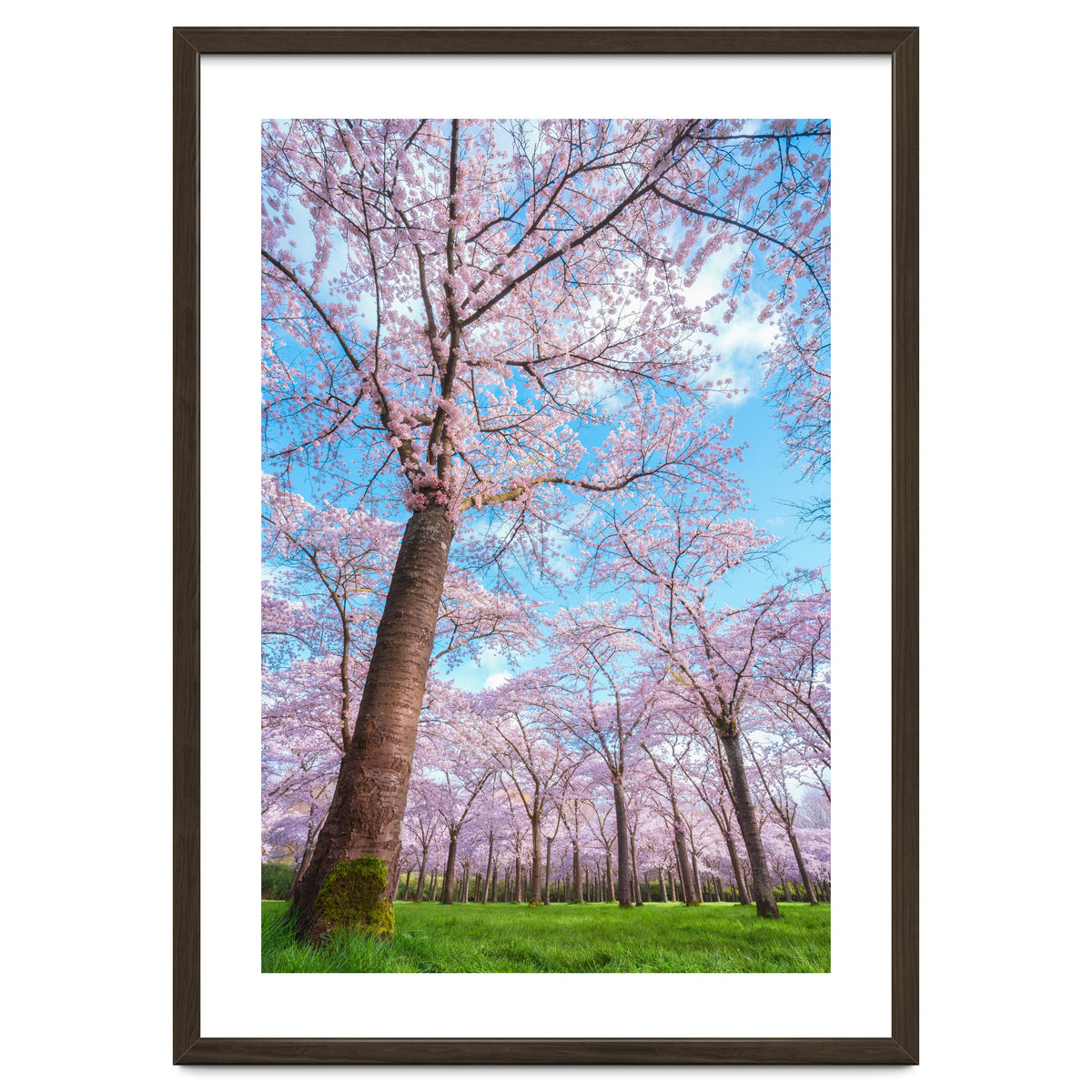 Spring in optima forma