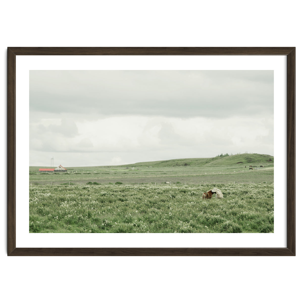 Horses in the middle of the green field - Iceland