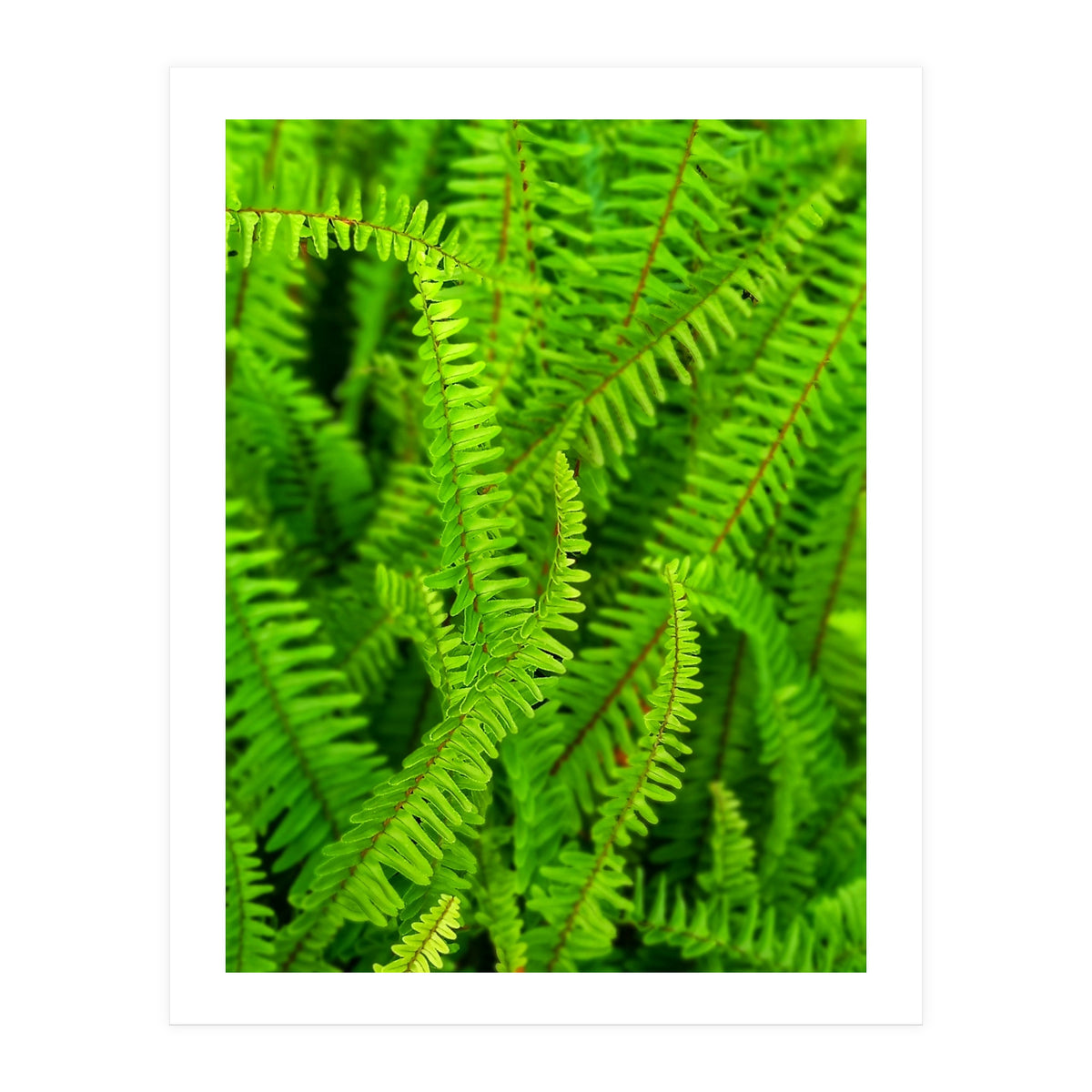 Green Ferns (Print Only)