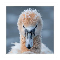 Majestic Swan Covered In Frost And Snow (Print Only)