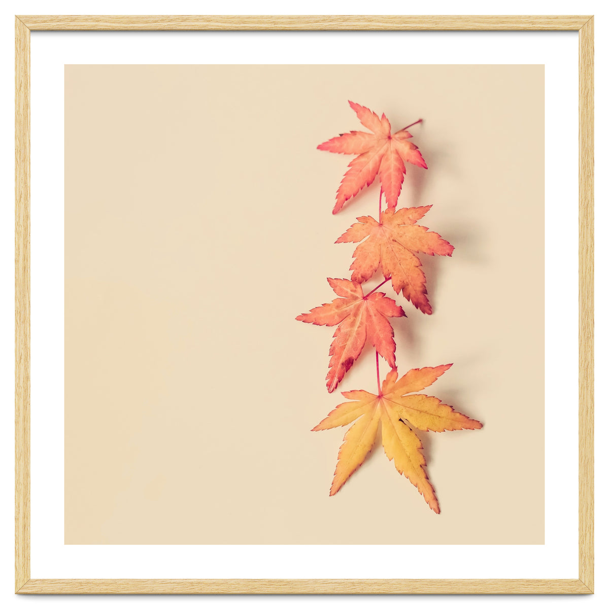 Maple In Pastel