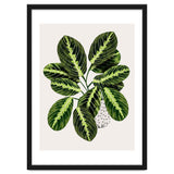 Maranta Plant thumbnail