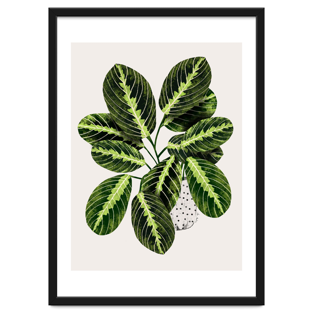 Maranta Plant