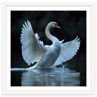 Majestic White Swan Spreading Wings On Water