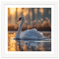 Majestic Swan Gliding On Water At Sunset