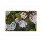 Hydrangeas | Landscape (Print Only) thumbnail