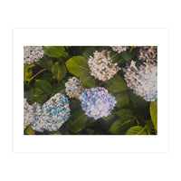 Hydrangeas | Landscape (Print Only)