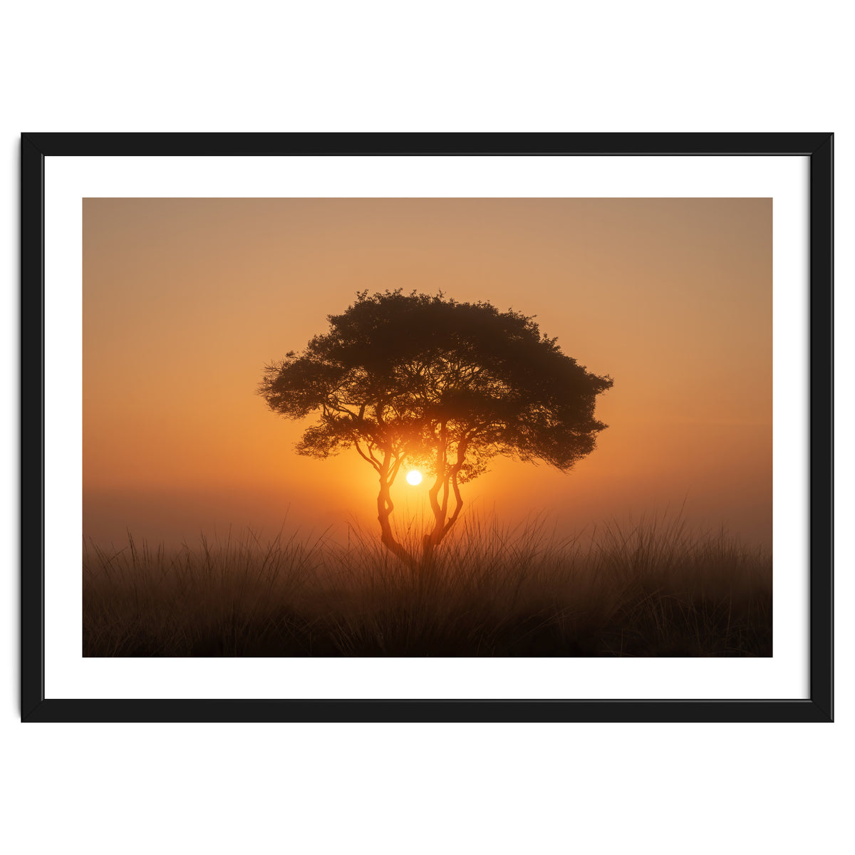 Tree at sunrise