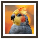 Cockatiel Parrot Close Up thumbnail