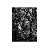 Tree From Below Black Silhouette (Print Only) thumbnail