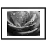 Ethereal Monochromatic Rose Petal Macro thumbnail