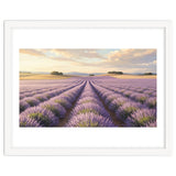 Provençal Sunset: Lavender Field Landscape thumbnail