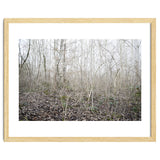 Lost in the birch forest thumbnail
