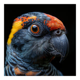 Close Up Of A Colorful Parrot Bird's Head (Print Only) thumbnail