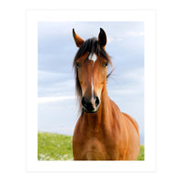 Brown Horse (Print Only)
