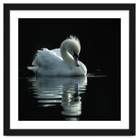 White Swan Gracefully Swimming In Dark Water