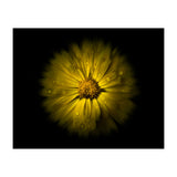 Backyard Flowers No 10 Color Flow Version (Print Only) thumbnail