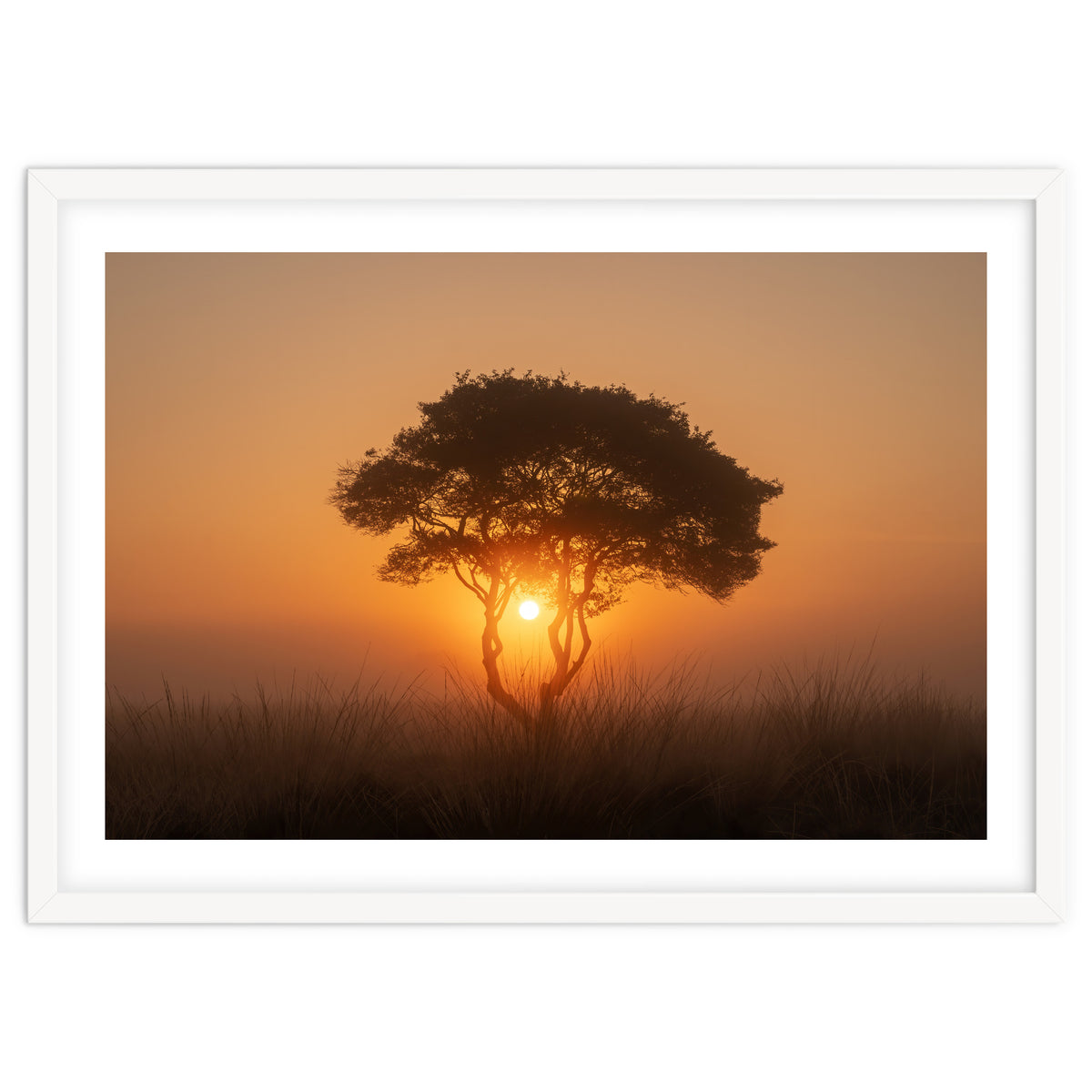 Tree at sunrise