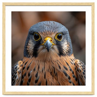 Close Up Kestrel Falcon Bird Portrait Majestic