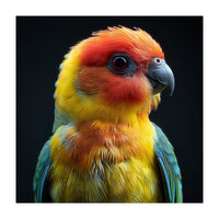 Vibrant Sun Conure Parrot Close Up Portrait (Print Only)