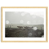 Horses under the sun shower - Iceland thumbnail