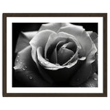 Ethereal Monochromatic Rose Petal Macro thumbnail