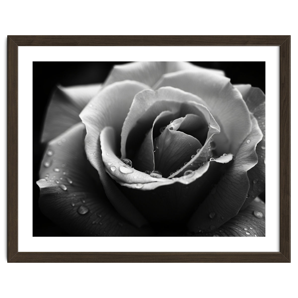 Ethereal Monochromatic Rose Petal Macro