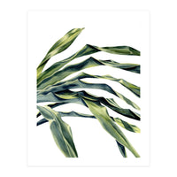 Green Palm Leaves (Print Only)