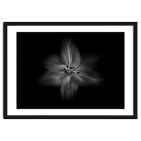 Backyard Flowers In Black And White No 28 Flow Version