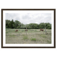 Cows in the farm