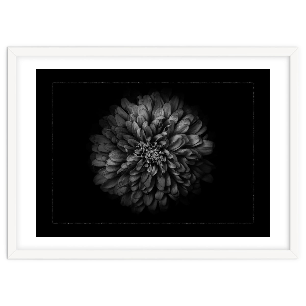 Backyard Flowers In Black And White No 68 with Border