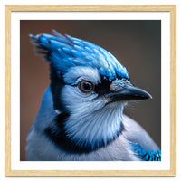 Close Up Portrait Of A Blue Jay Bird
