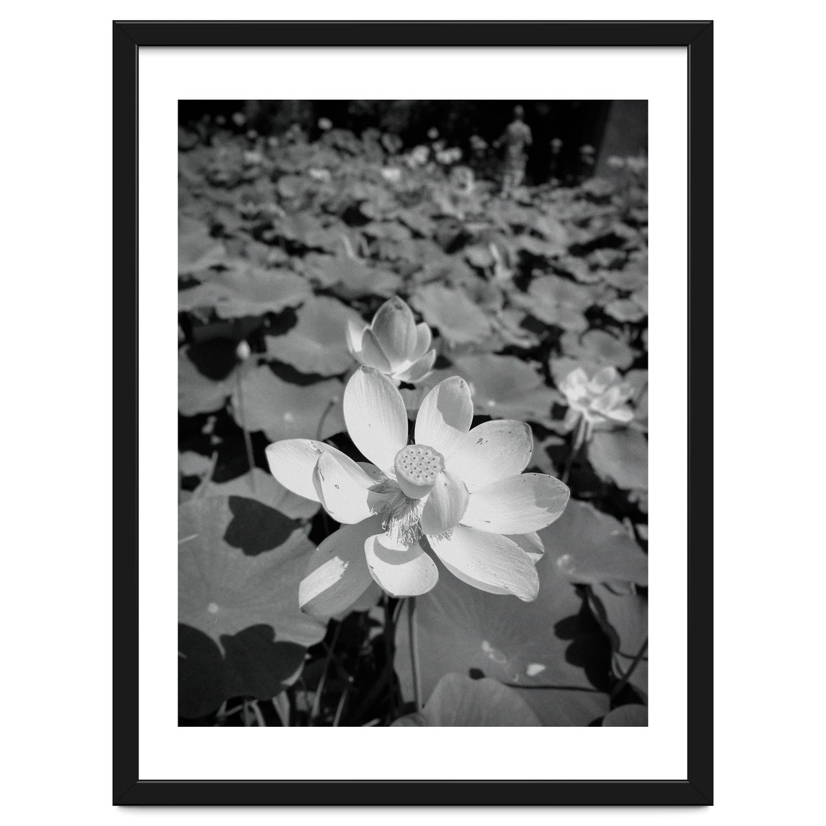 Hylas | Black & White